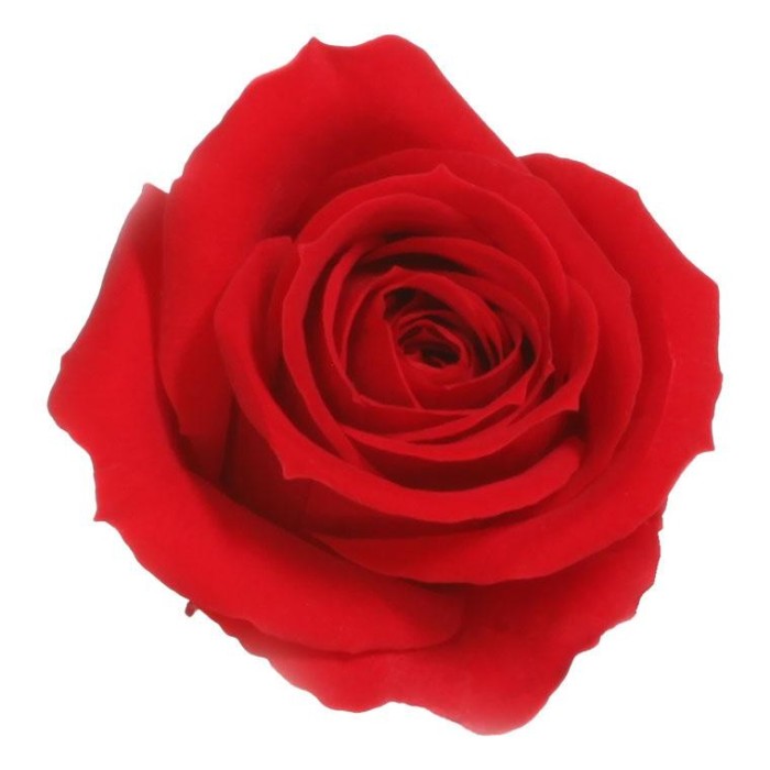 SCATOLA 12 ROSE MINI CAPULLO R